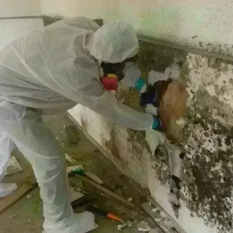 Mold Remediation and Removal in Morton County, ND